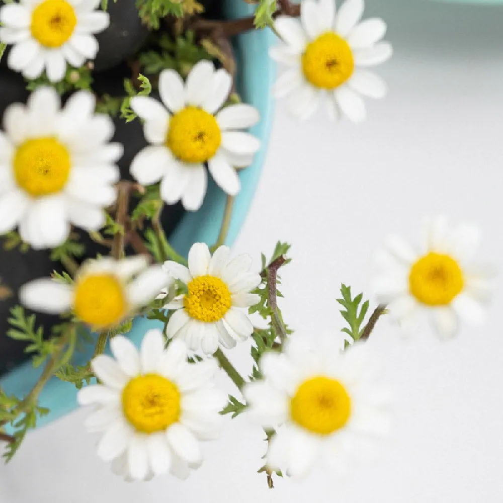 Chamomile 2-Pack Lip Balm