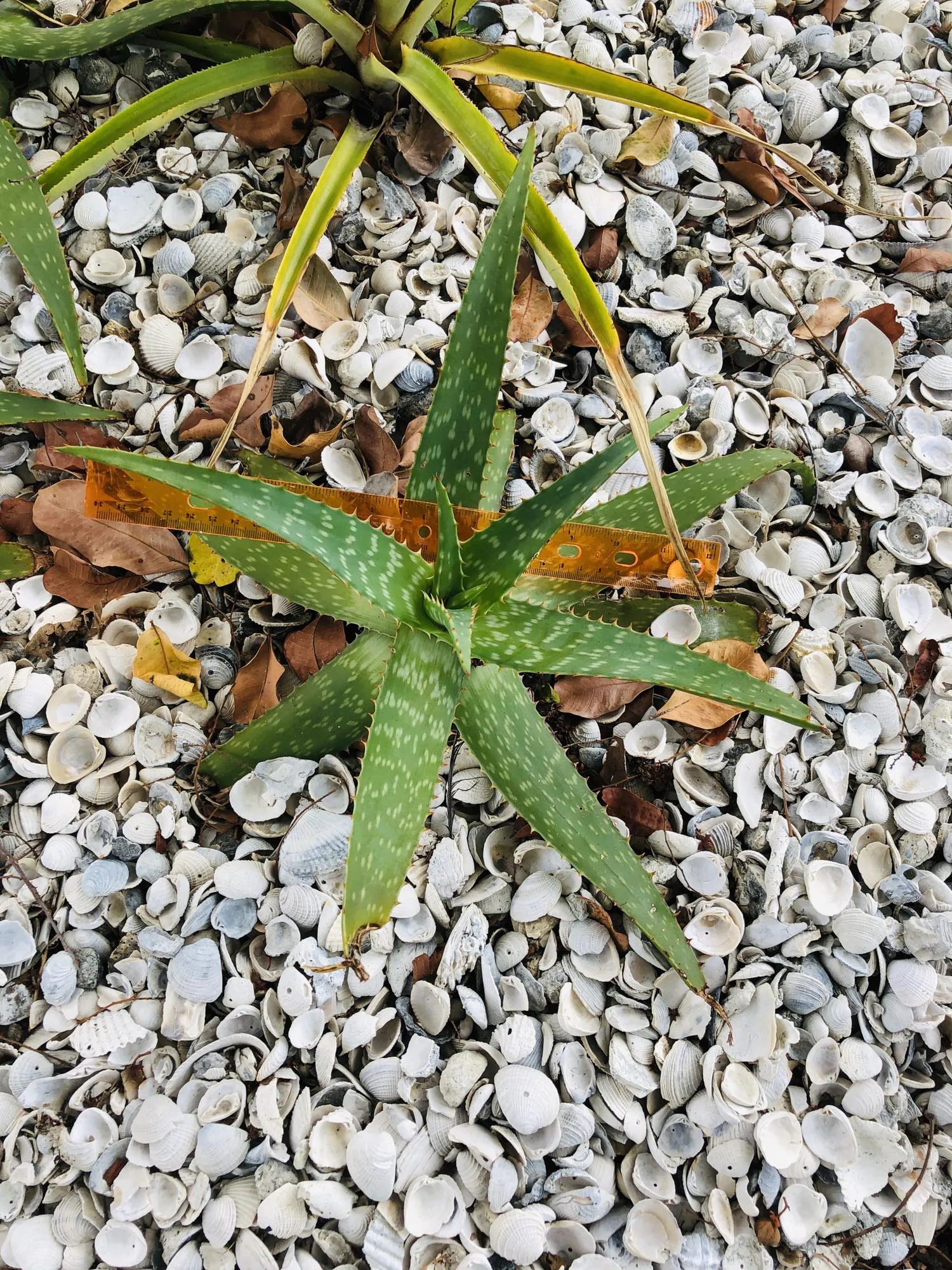 Live Aloe Vera Plant 12"  - ships free