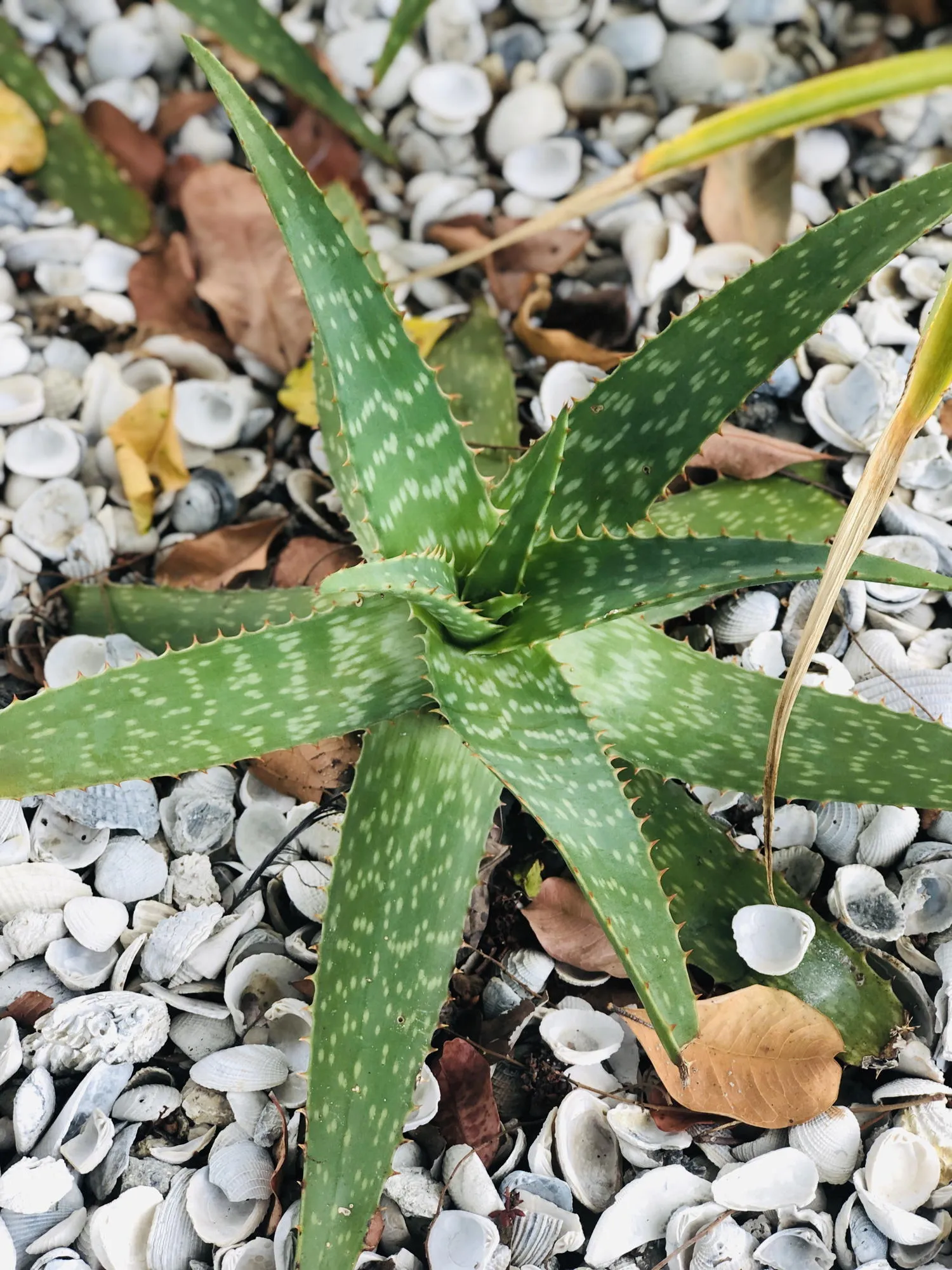 Live Aloe Vera Plant 12"  - ships free