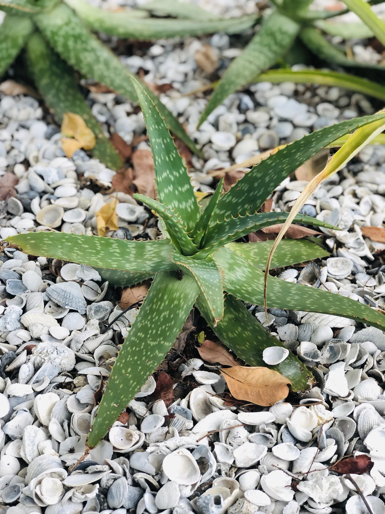 Live Aloe Vera Plant 12"  - ships free