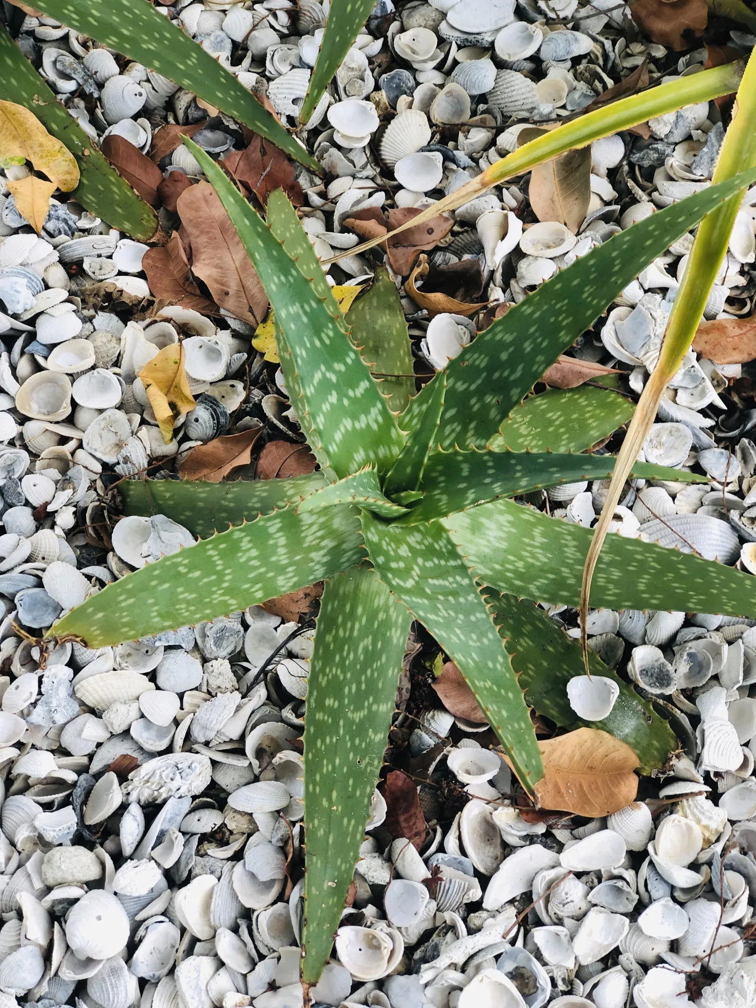 Live Aloe Vera Plant 12"  - ships free